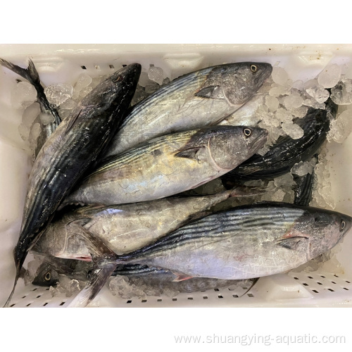 New Landing Frozen Orient Bonito Tuna Striped Bonito